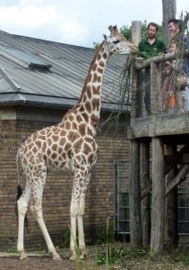 Girafe au zoo de Londres