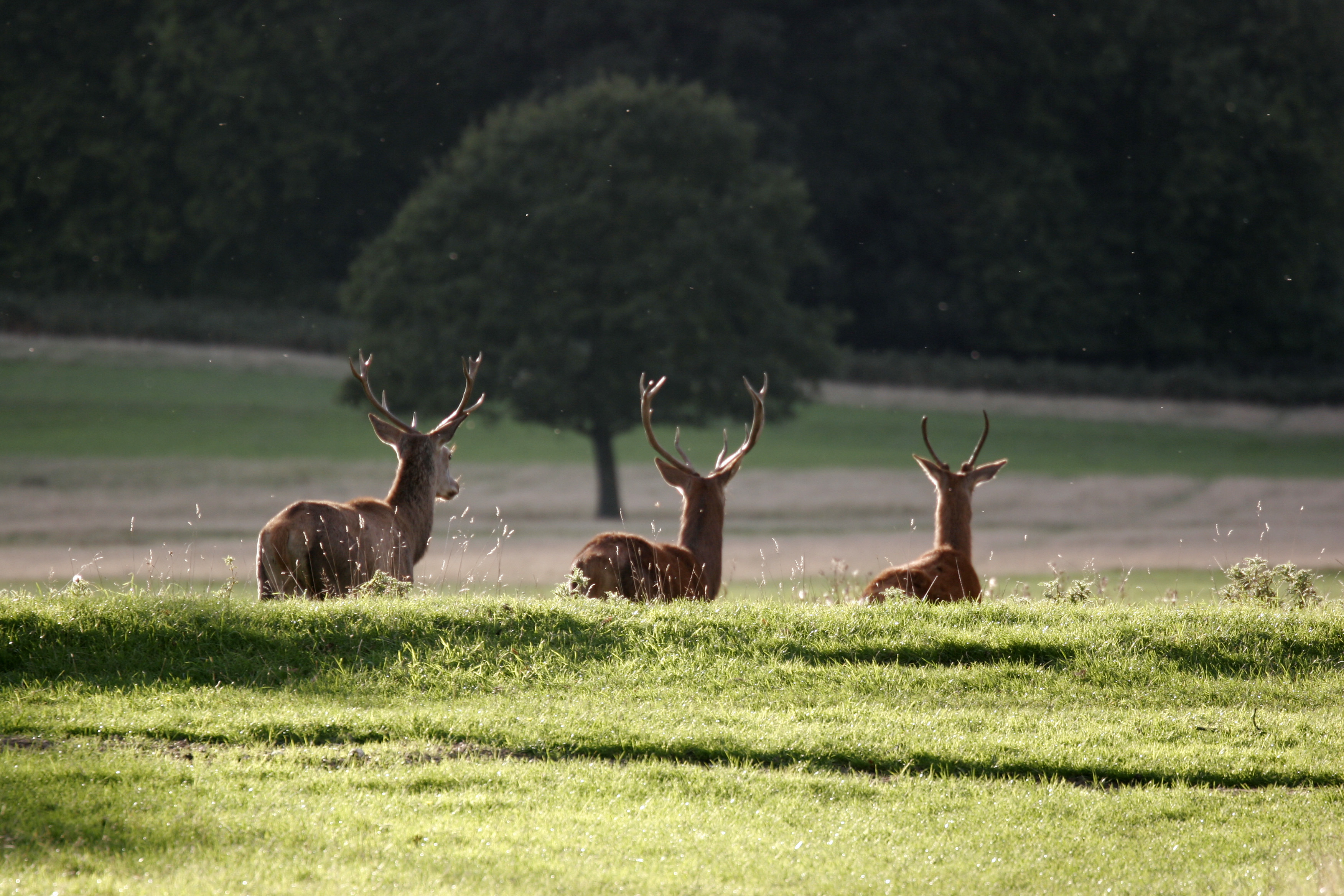 Cerfs libres au parc Richmond à Londres